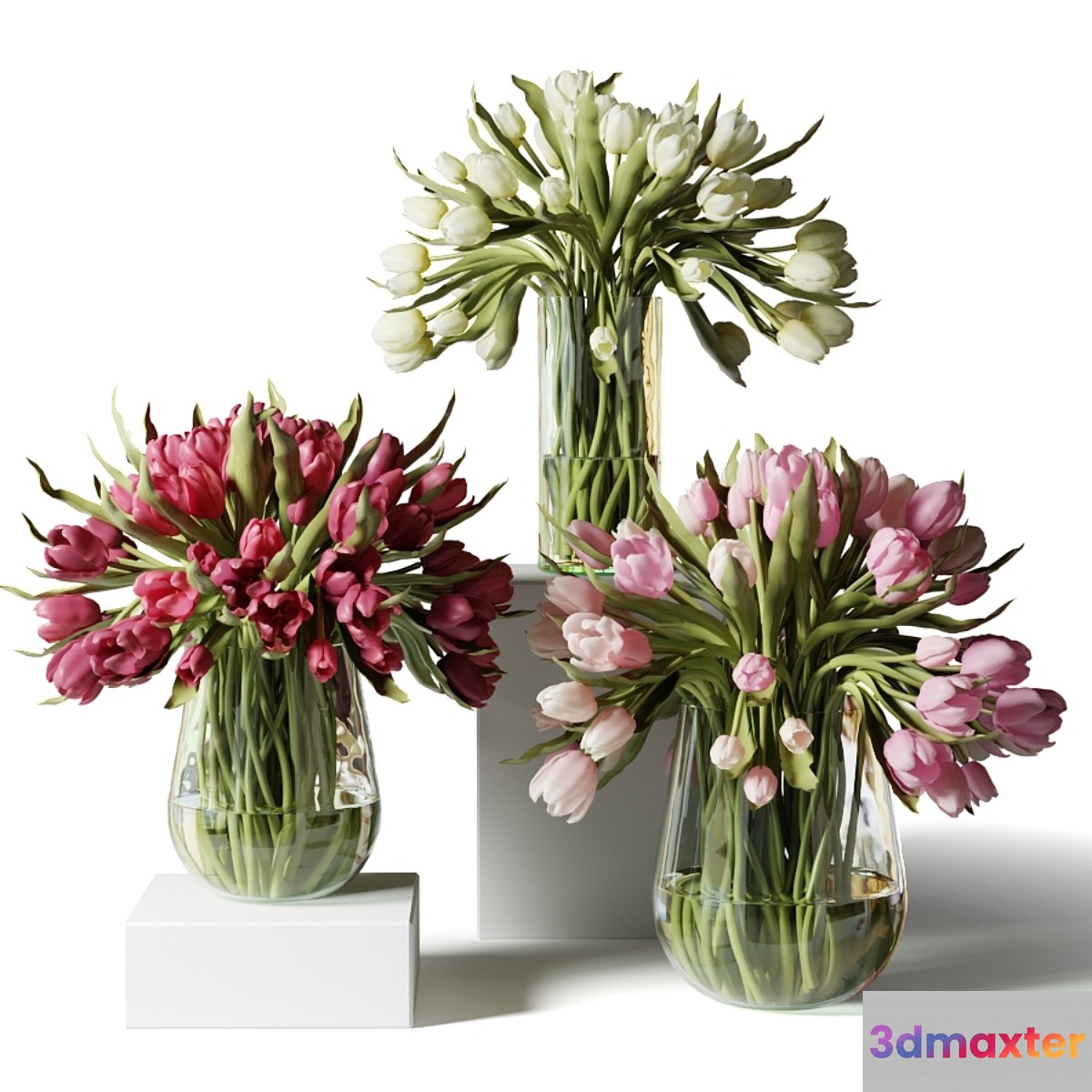 Red pink and white tulips in glass vases 3D Max