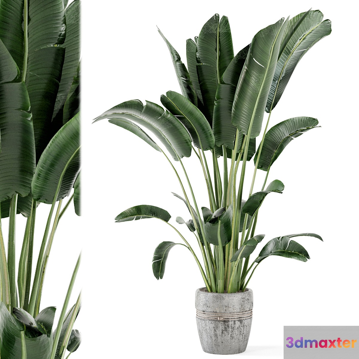 Indoor Plants in rusty Concrete Pot - Set 124 3D Max