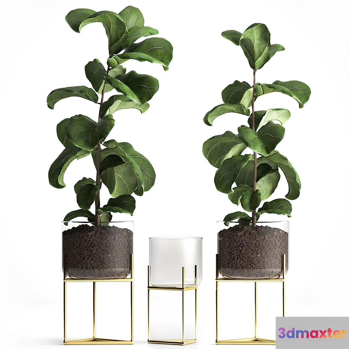 Decorative tree Ficus lyrata in a glass pot zara home. Set 964. 3D Max