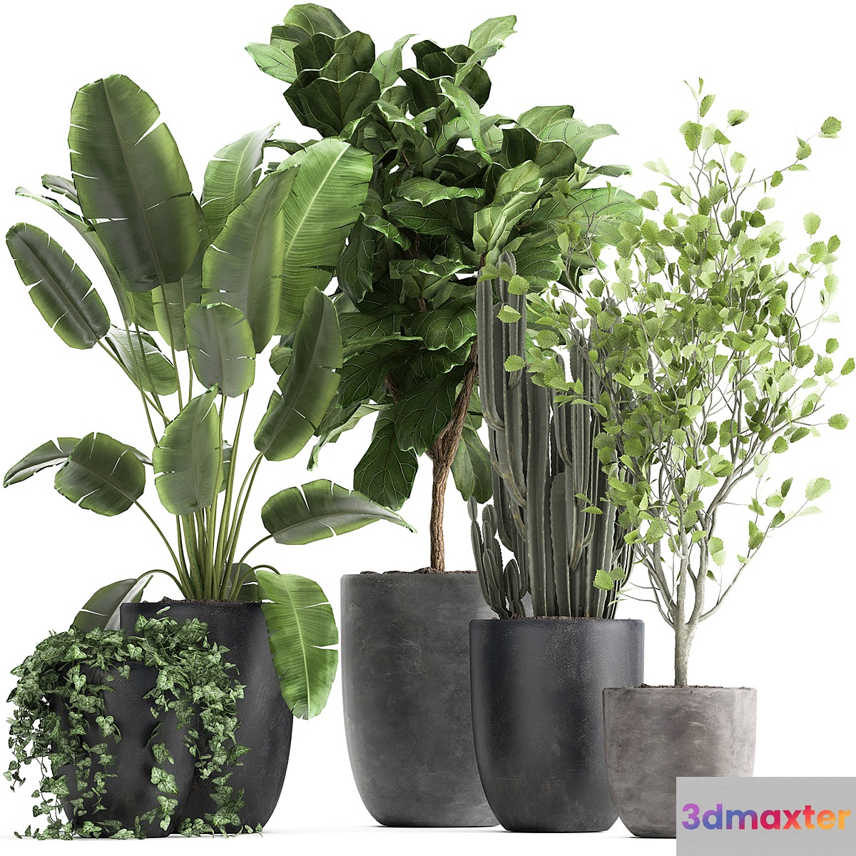Collection of plants in black pots with Strelitzia Ficus lyrata tree ivy banana palm ravenala. Set 961. 3D Max