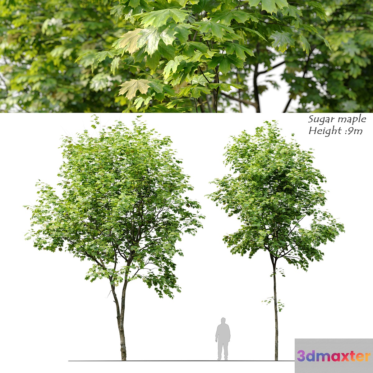 Sugar maple - No.2 3D Max