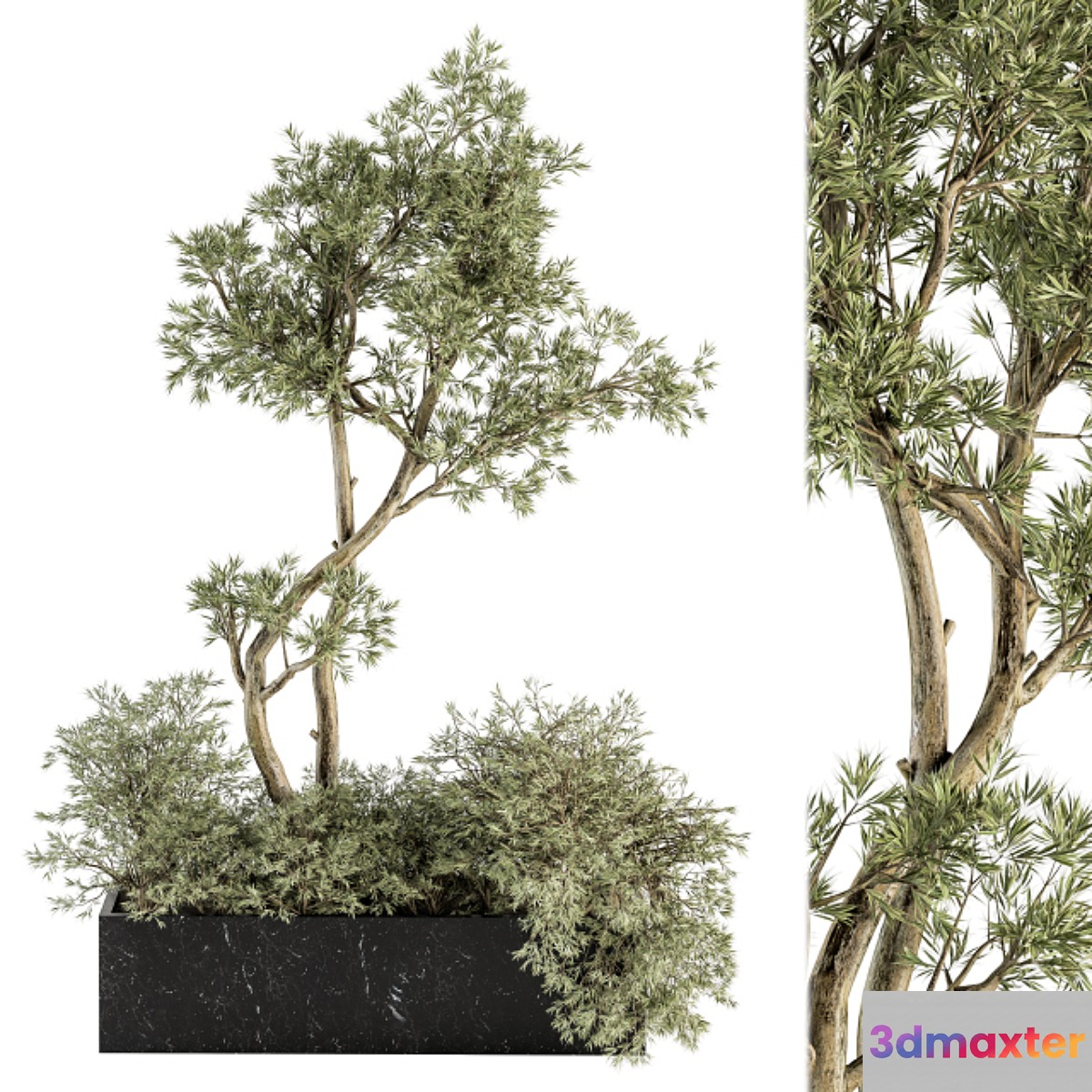 indoor Plant Set 226 - Plant in Marble Box 3D Max