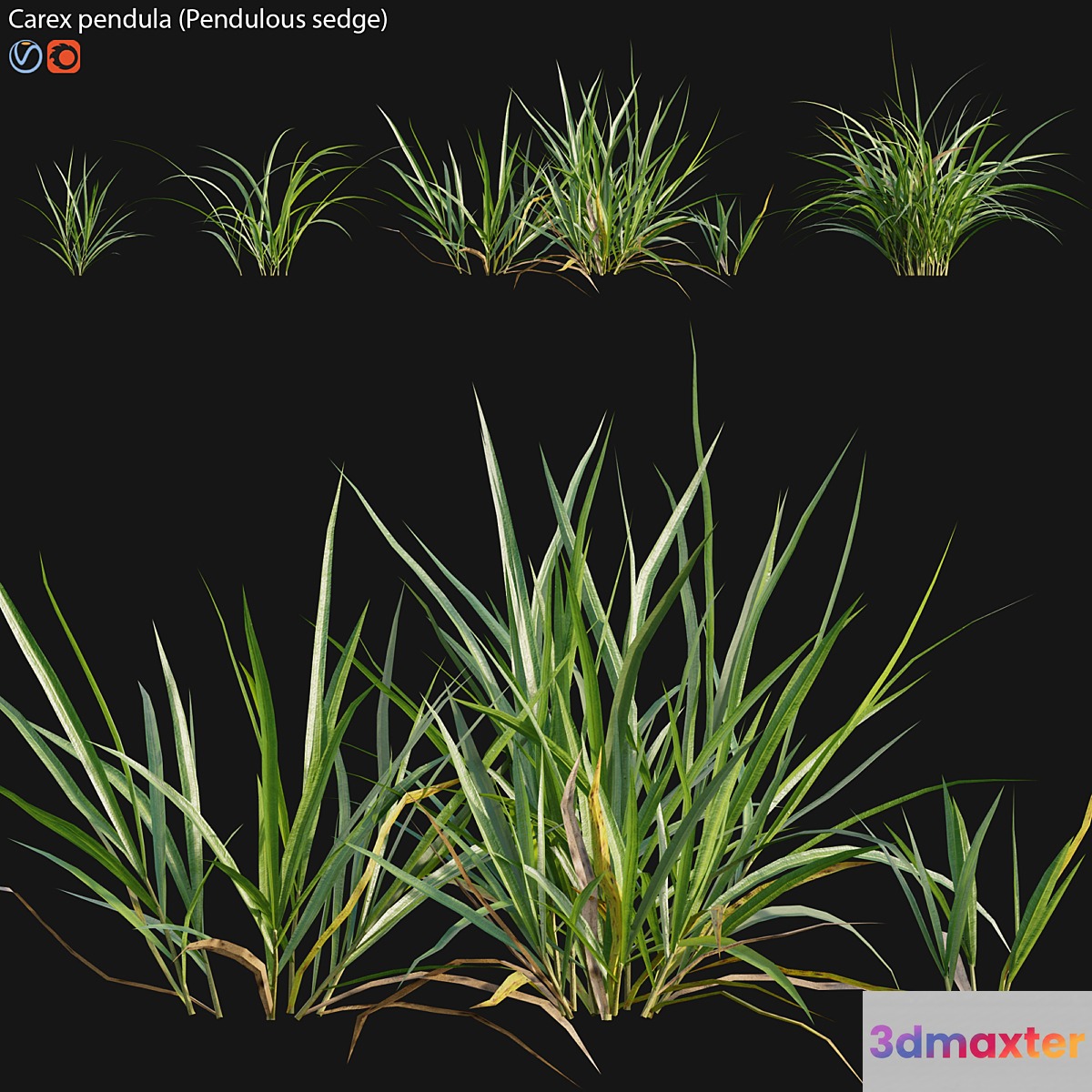Carex pendula - Pendulous sedge -01 3D Max