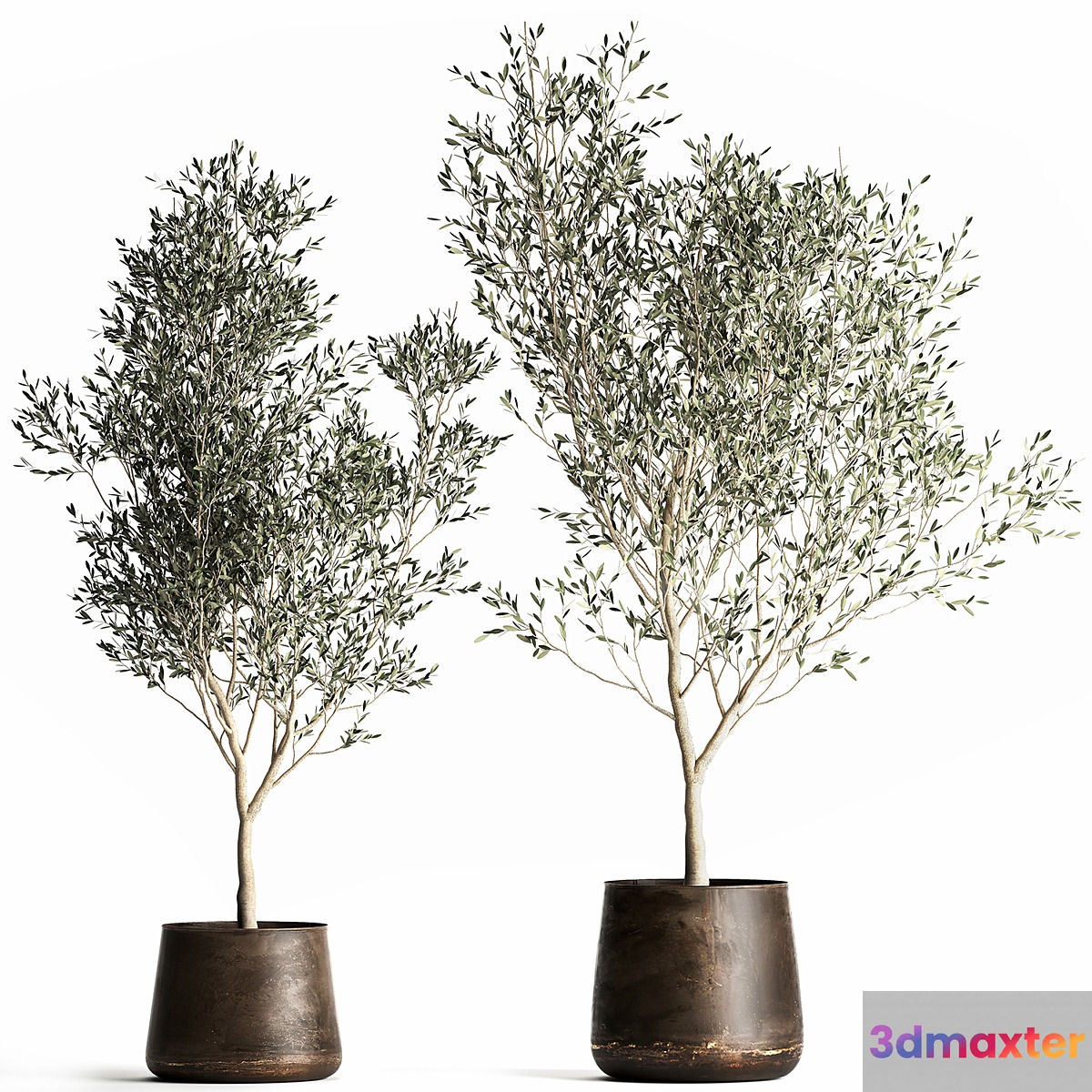 A collection of small Olive trees in a rusty metal pot and flowerpot. Set 968. 3D Max