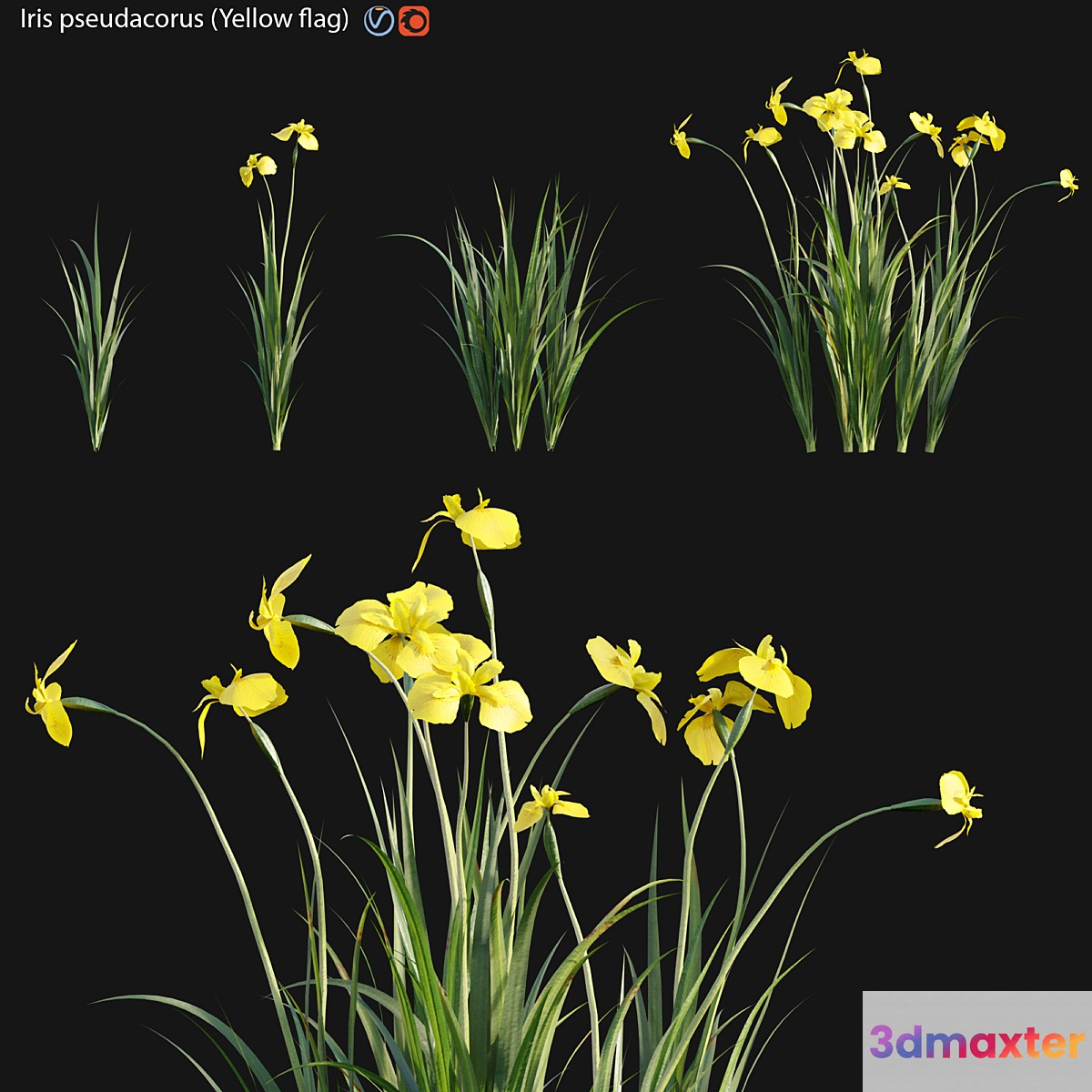 Iris pseudacorus - Yellow flag - 01 3D Max