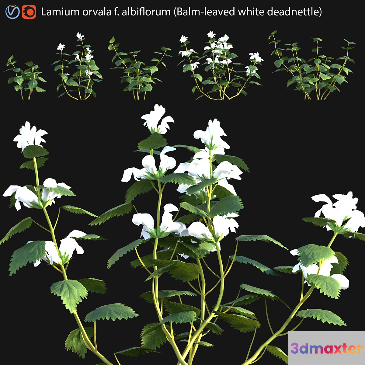 Lamium orvala - Balm-leaved white deadnettle - 01 3D Max