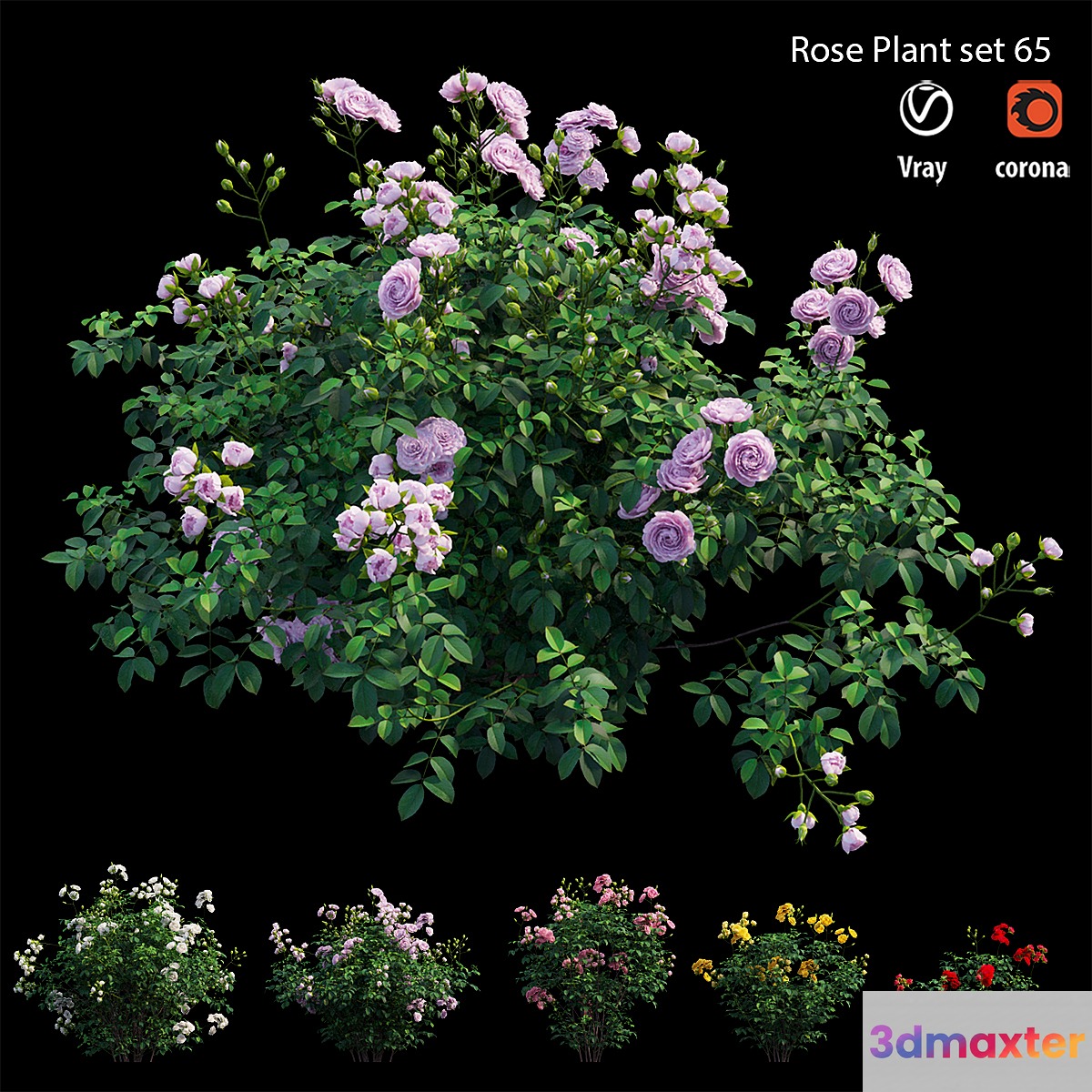 Rose plant set 65