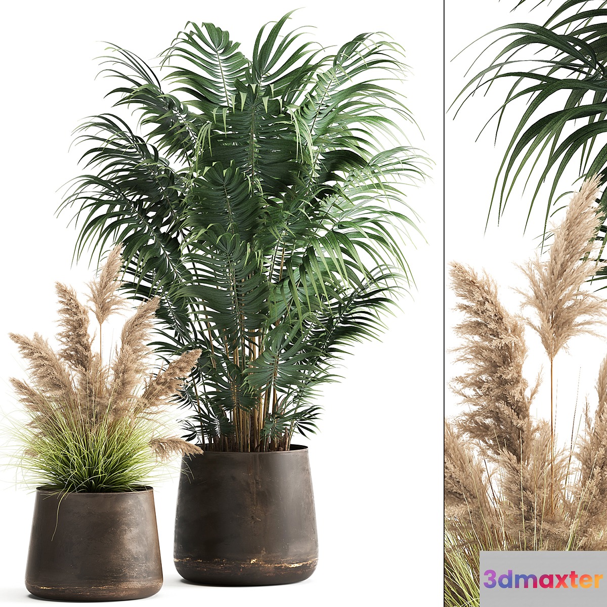Collection of plants in metal pots with Pampas grass Cortaderia palm Howea. Set 973. 3D Max