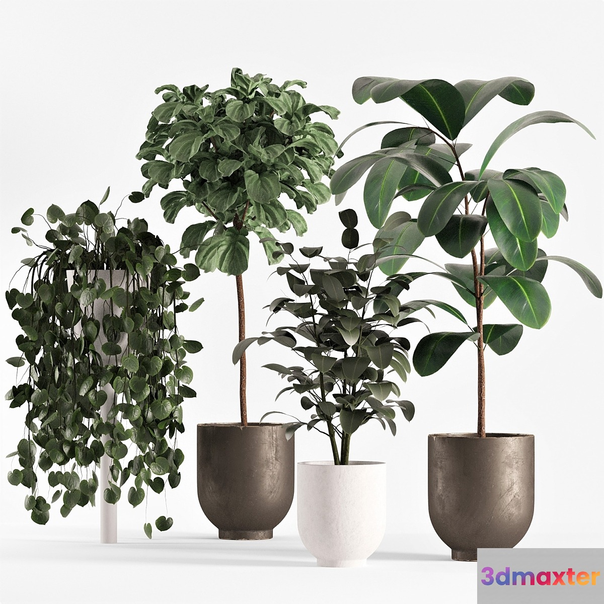 collecton03-ficus plants 3D Max