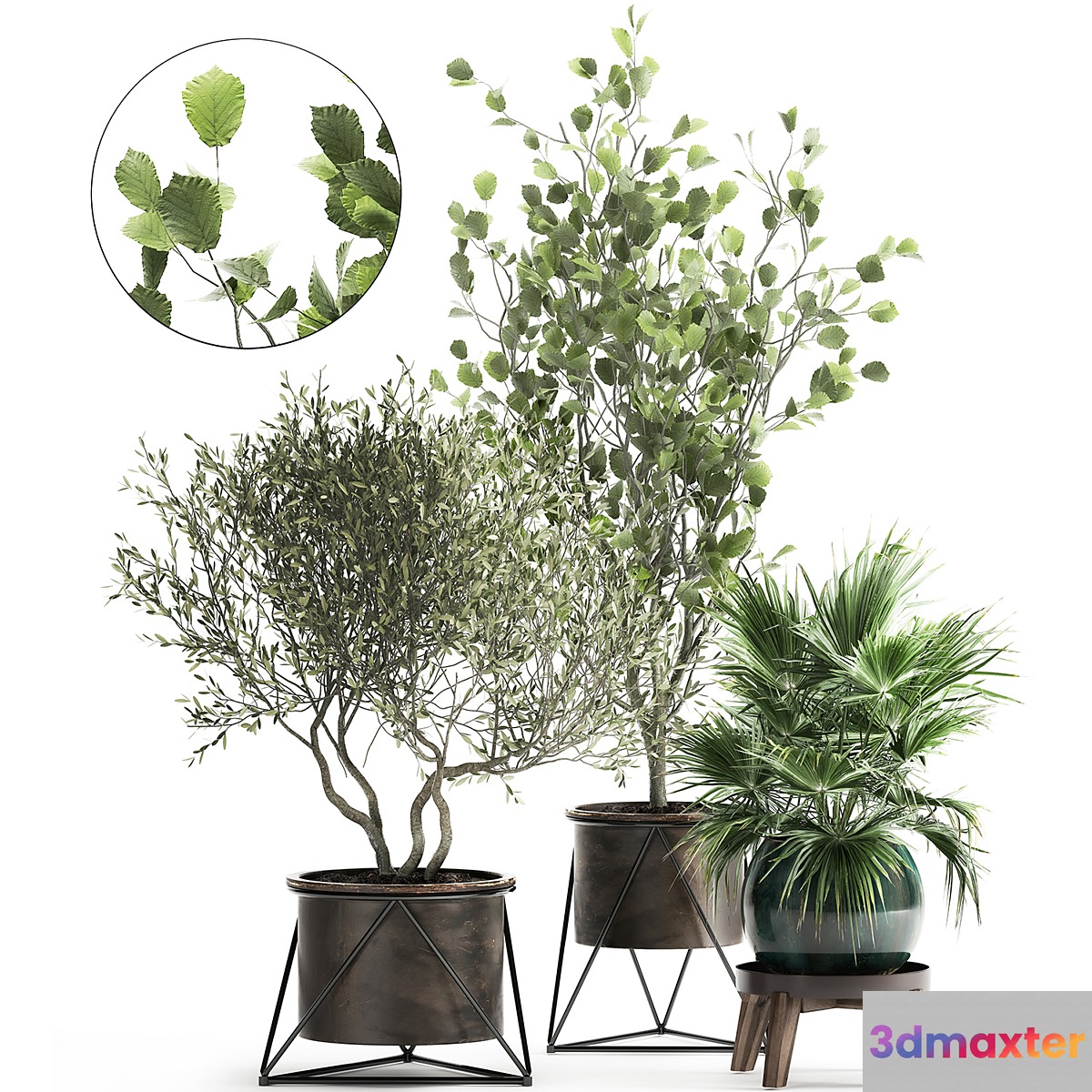 Collection of plants in pots with Olive tree ficus fan palm hazel linden. Set 975.
