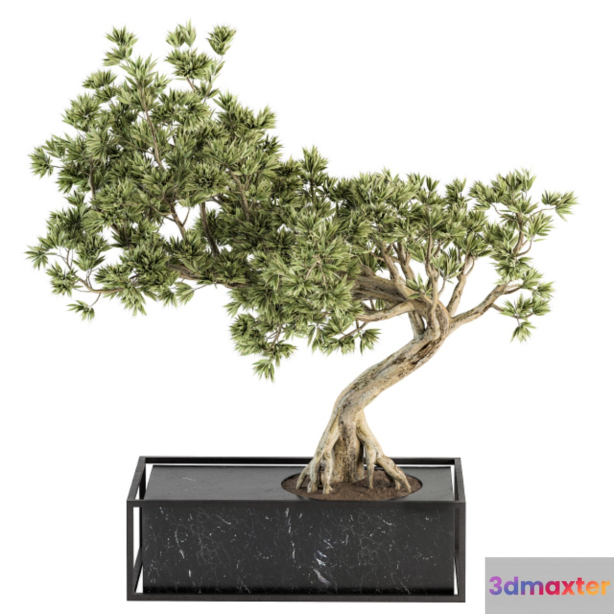 indoor Plant Set 225 - Bonsai Plant