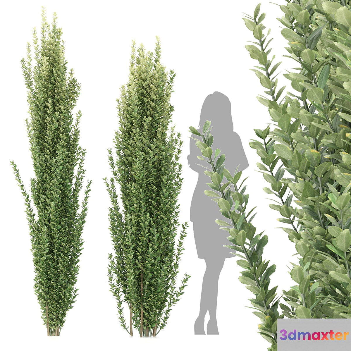 Ilex crenata tree 3D Max