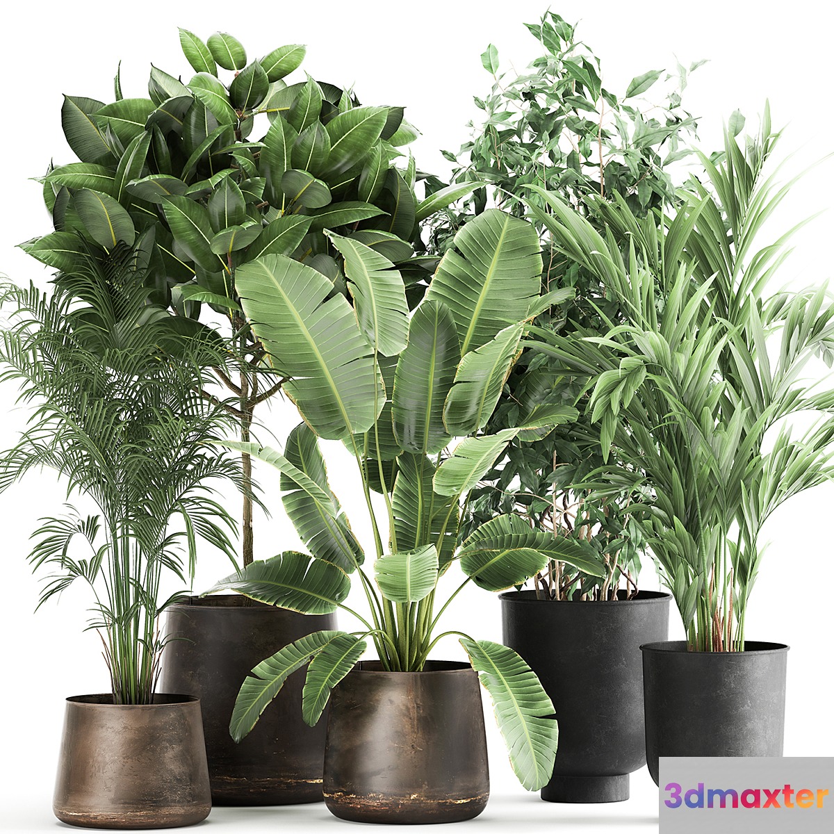 Collection of plants in metal pots and vases Strelitzia Ravenala Banana palm hovea ficus tree Set 978. - No.2