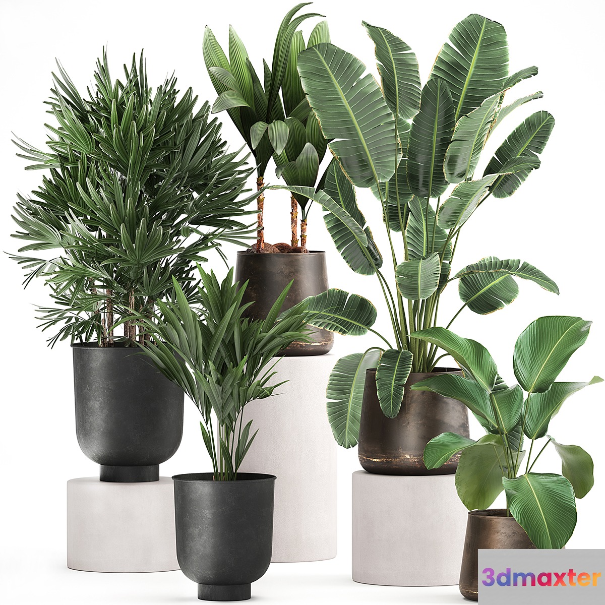 Collection of plants in metal pots and vases Strelitzia Ravenala Banana palm Howea Raphis. Set 981. 3D Max