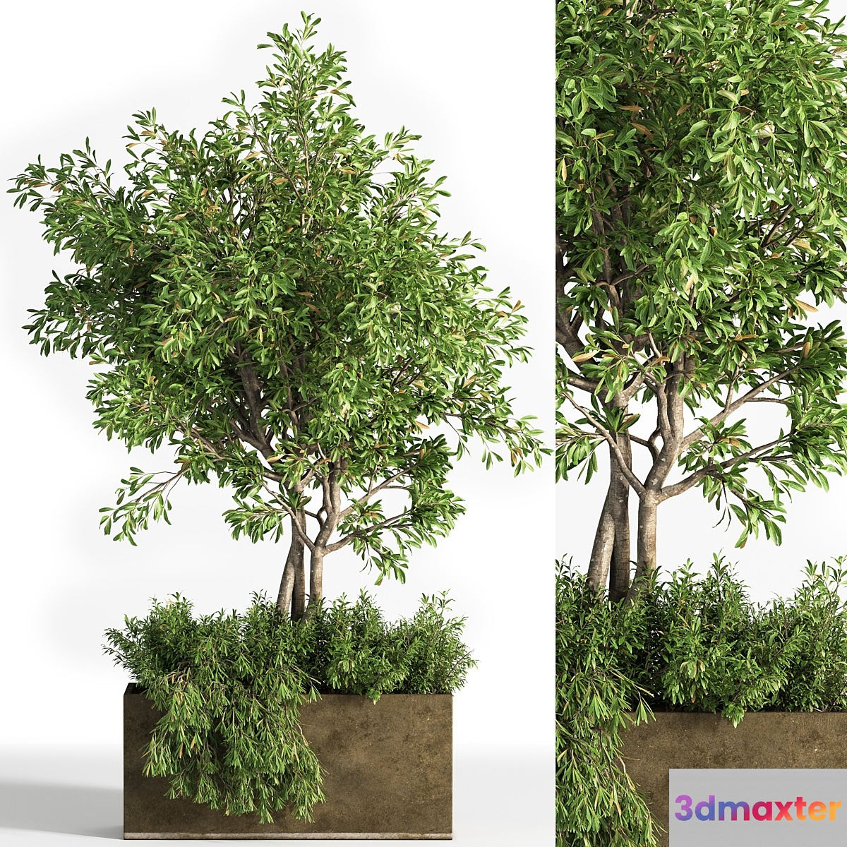 Outdoor plants tree 13 3D Max