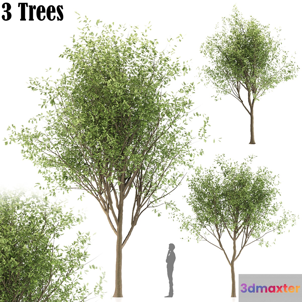 Oak tree (3 trees and 3 Sizes) 3D Max