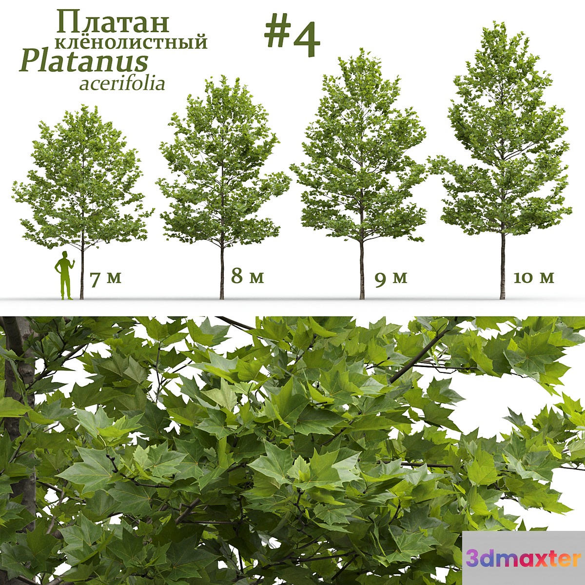 Plane-tree _ Sycamore _ Platanus acerifolia #4 3D Max