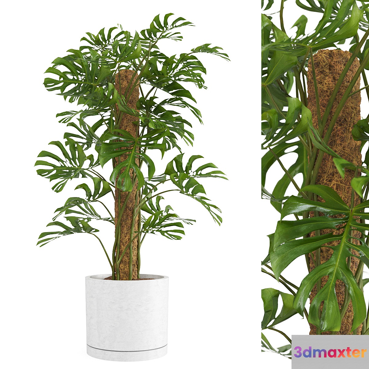 Indoor Monstera Plant 3D Max