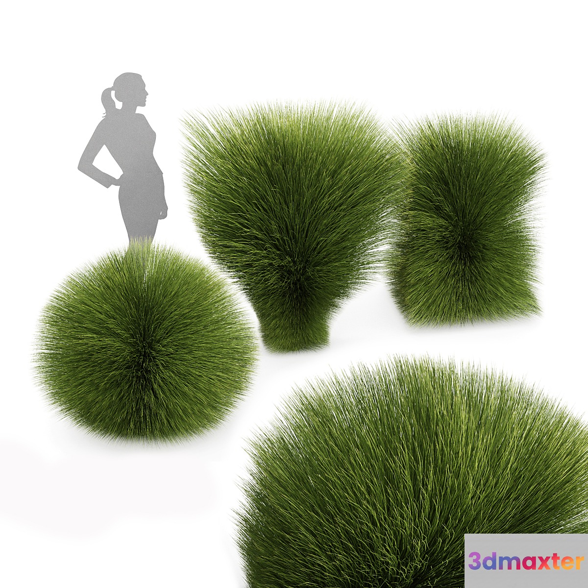 Maiden Grass Miscanthus sinensis Gracillimus Tuin Grassen 3D Max