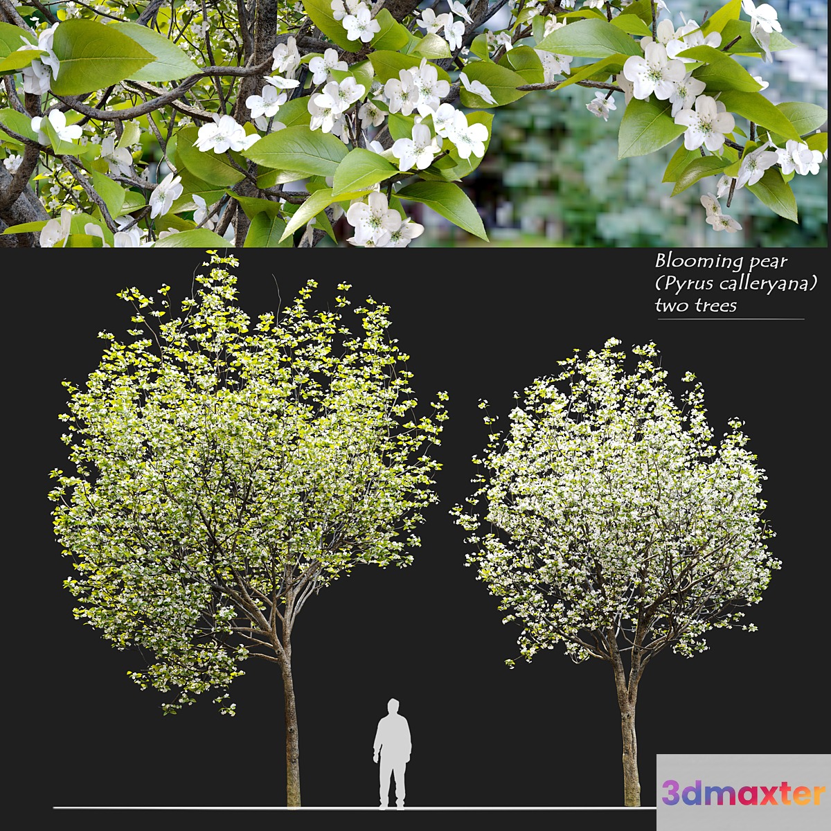 Callery pear (pyrus calleryana) 3D Max