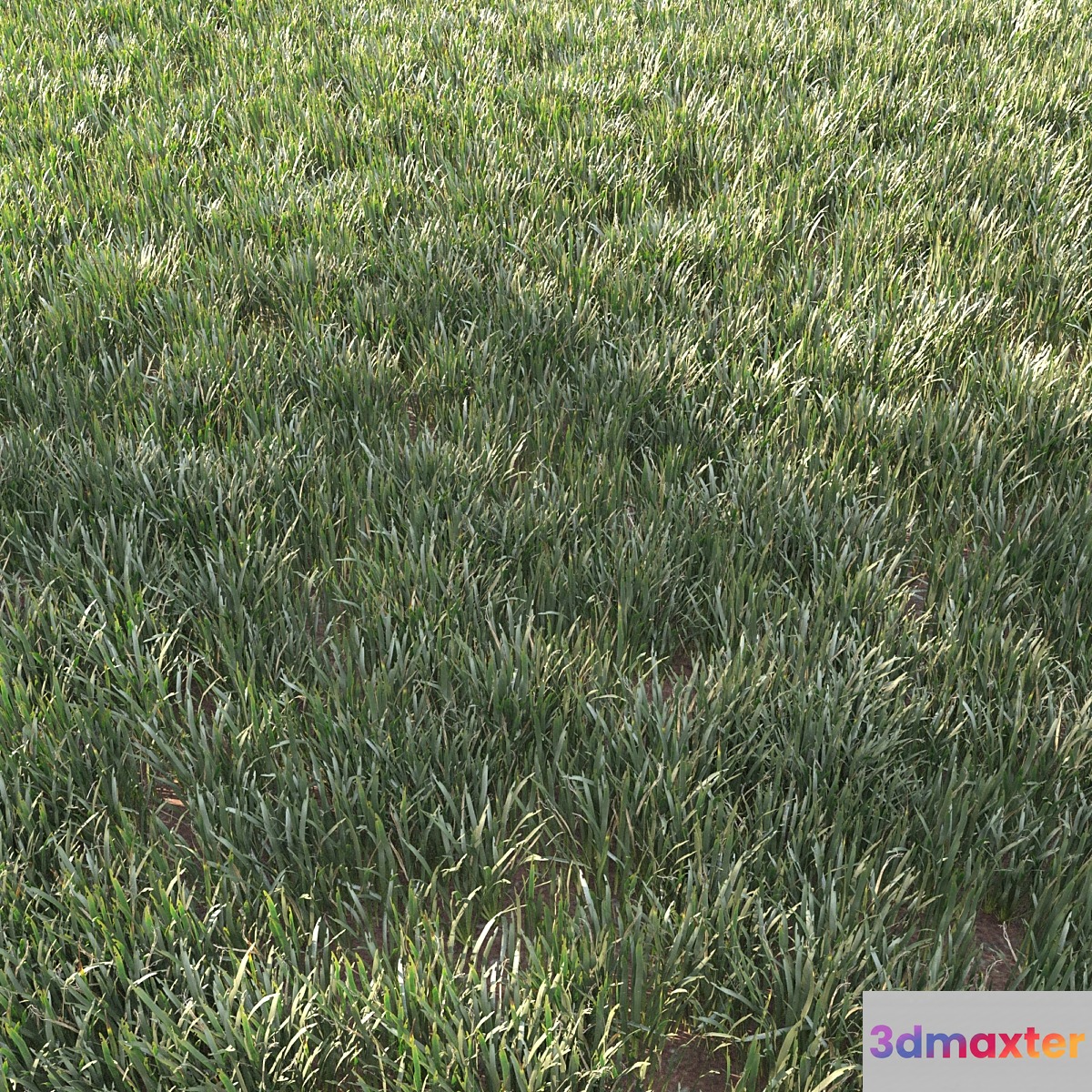 grass for landscape 11 3D Max