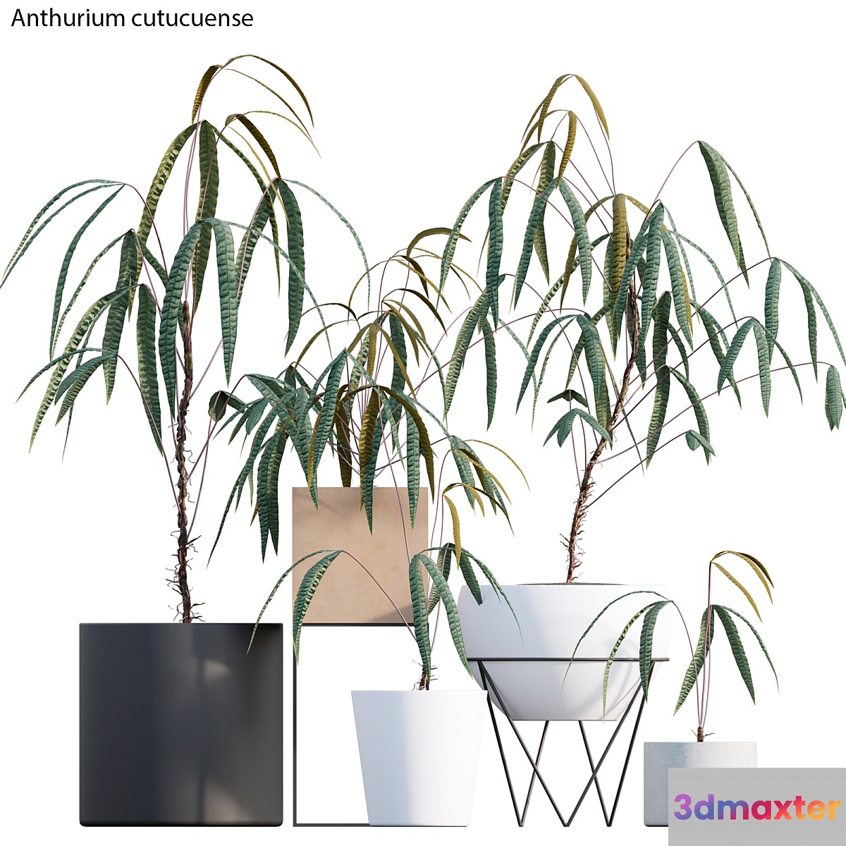 Anthurium cutucuense