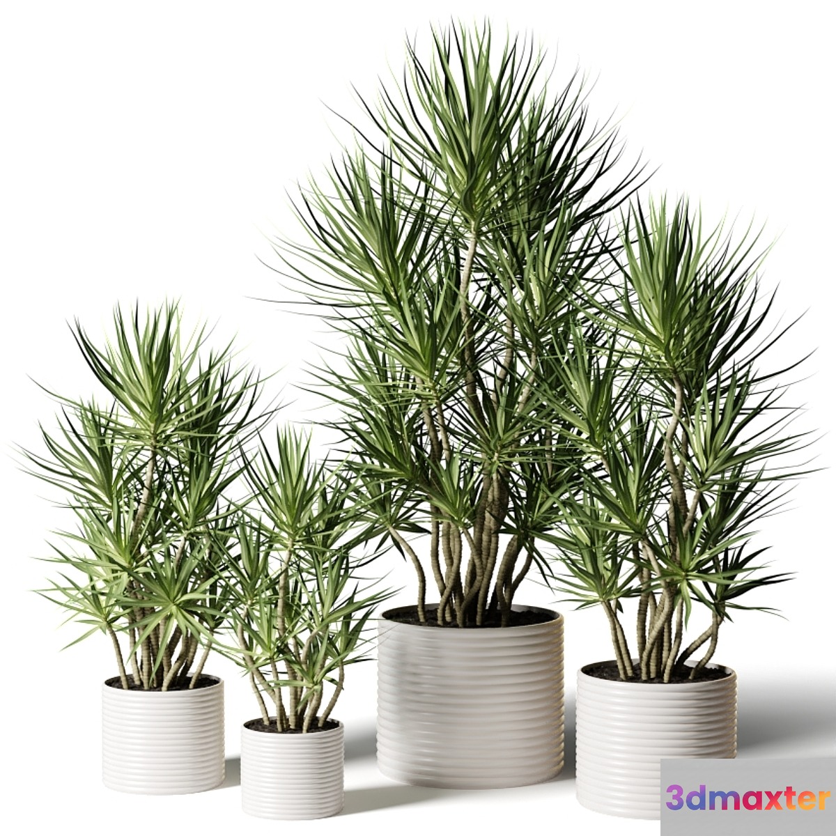 Dracaena in assortment 3D Max