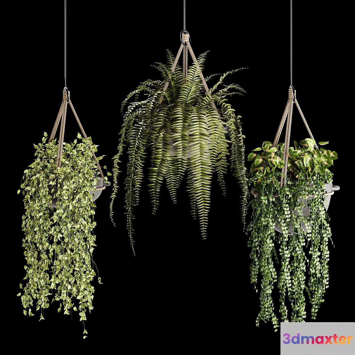 Indoor plant collection 02