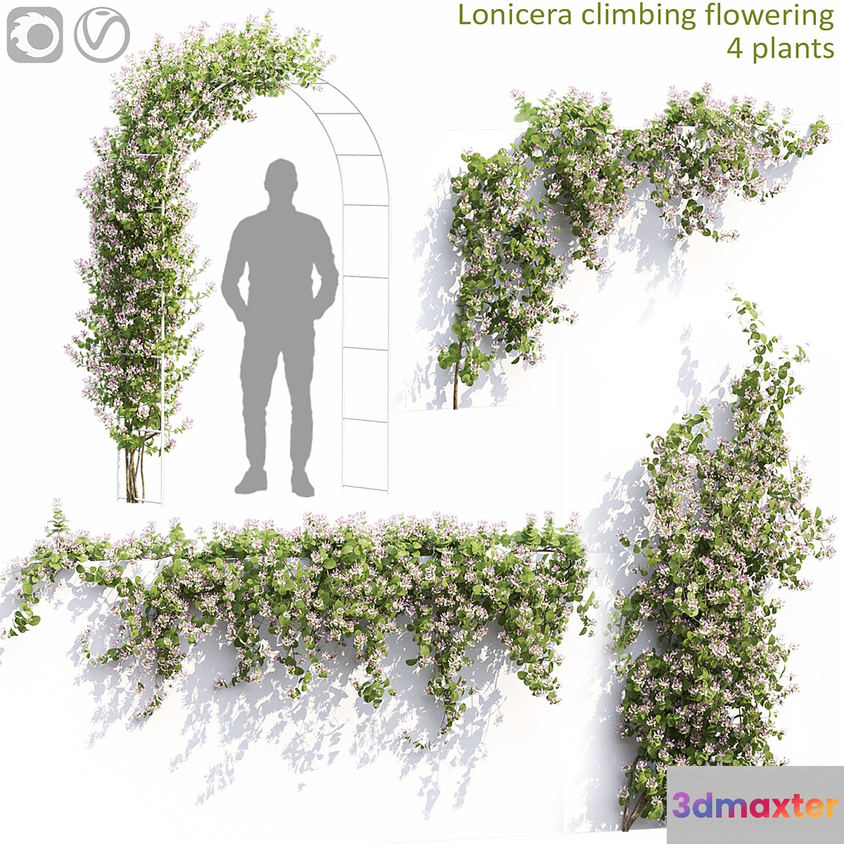 Lonicera flowering # 1 3D Max