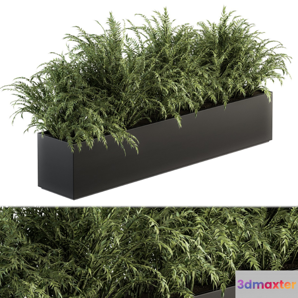 Outdoor Plant Set 232 - Polypodiales in Plant Box 3D Max