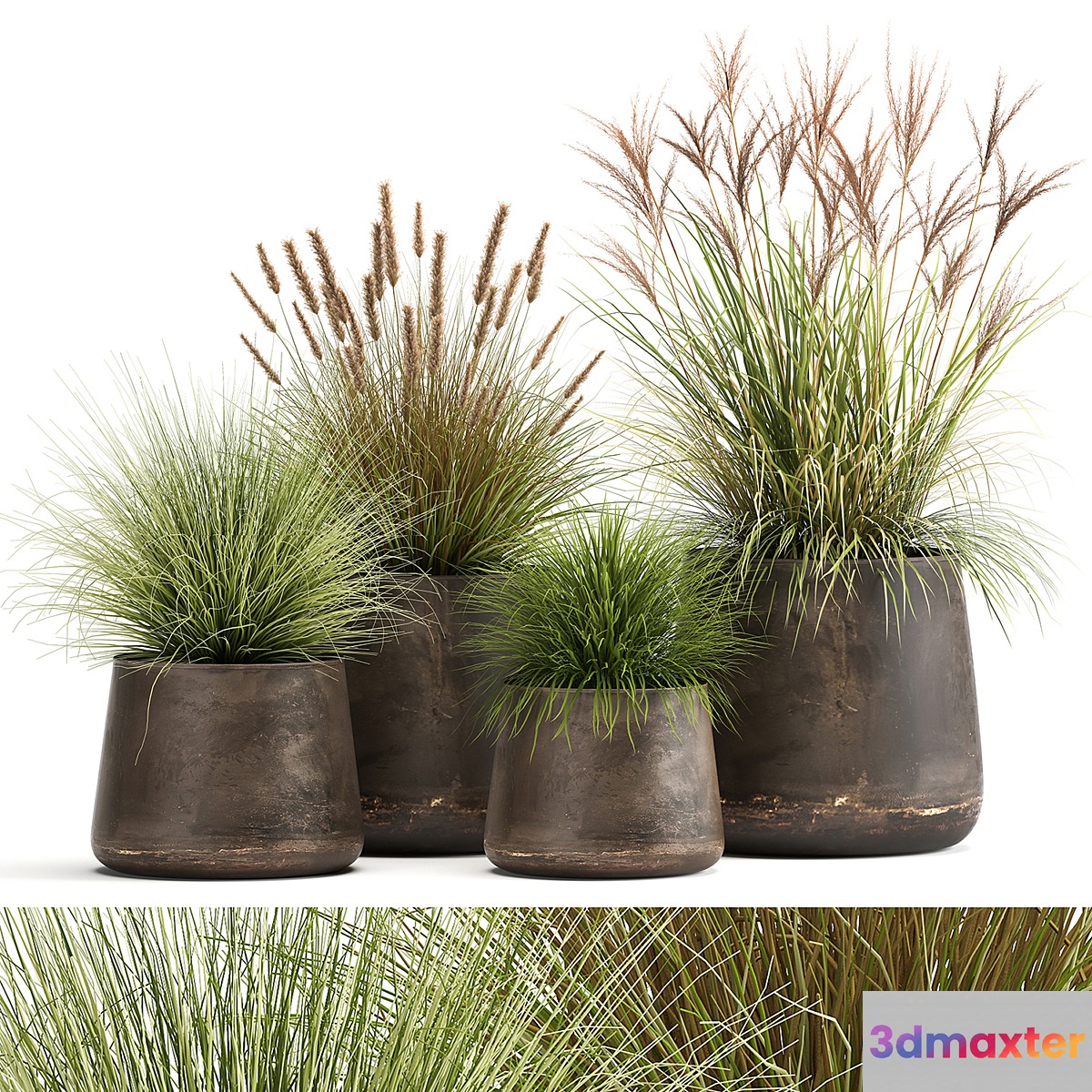 Collection of plants and bushes in rusty metal pots Reeds grass weinik. Set 988.