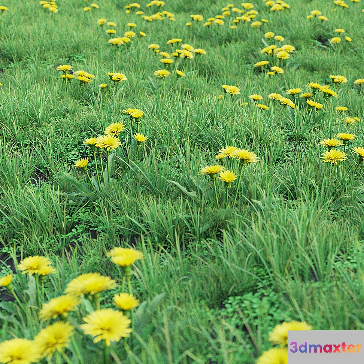 Grass set 01 - Dandelion 3D Max