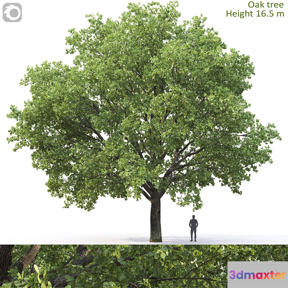 Oak 3D Max