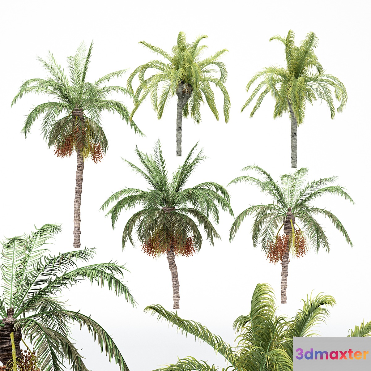 5diffrent tree-Date Palm-Queen Palm
