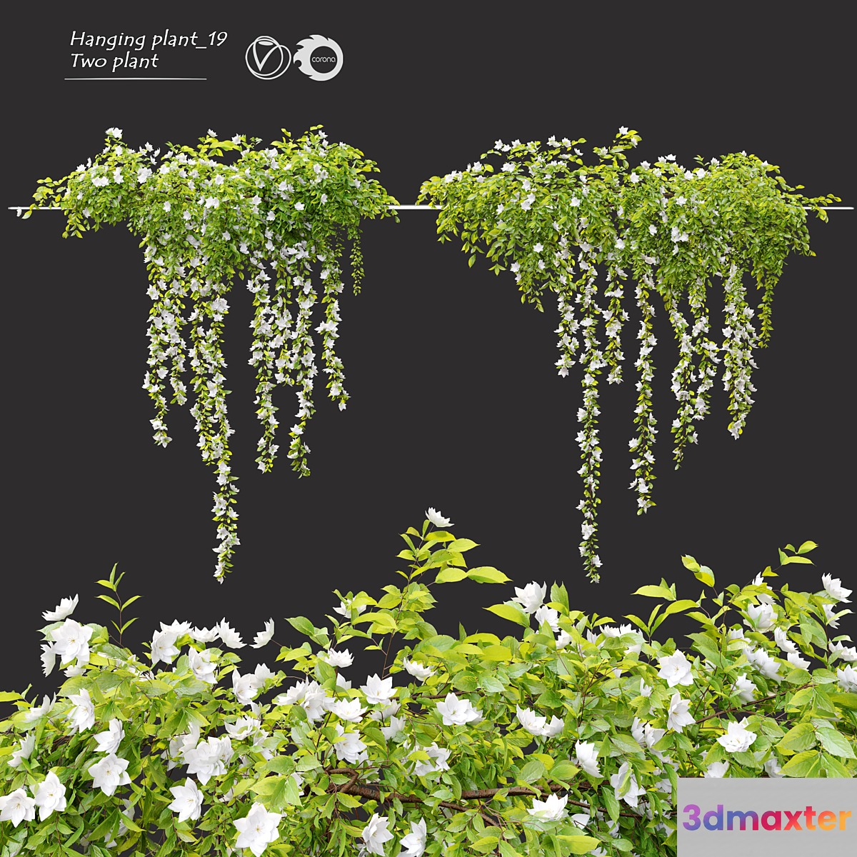 Hanging Plant 19 3D Max
