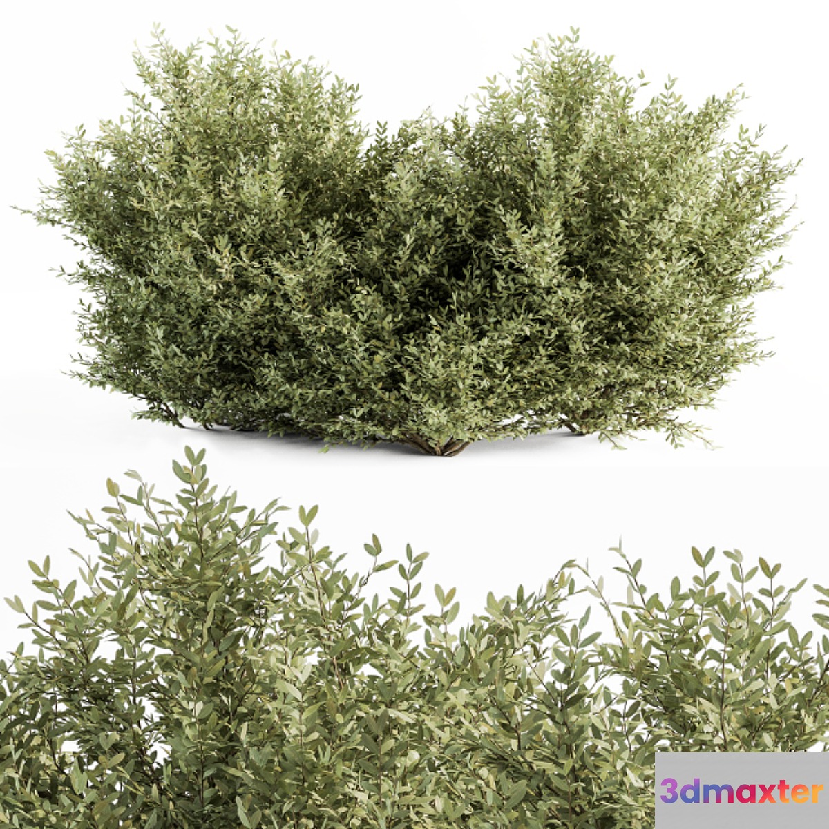 Buxsus Leaf Bush - Bush Set 27