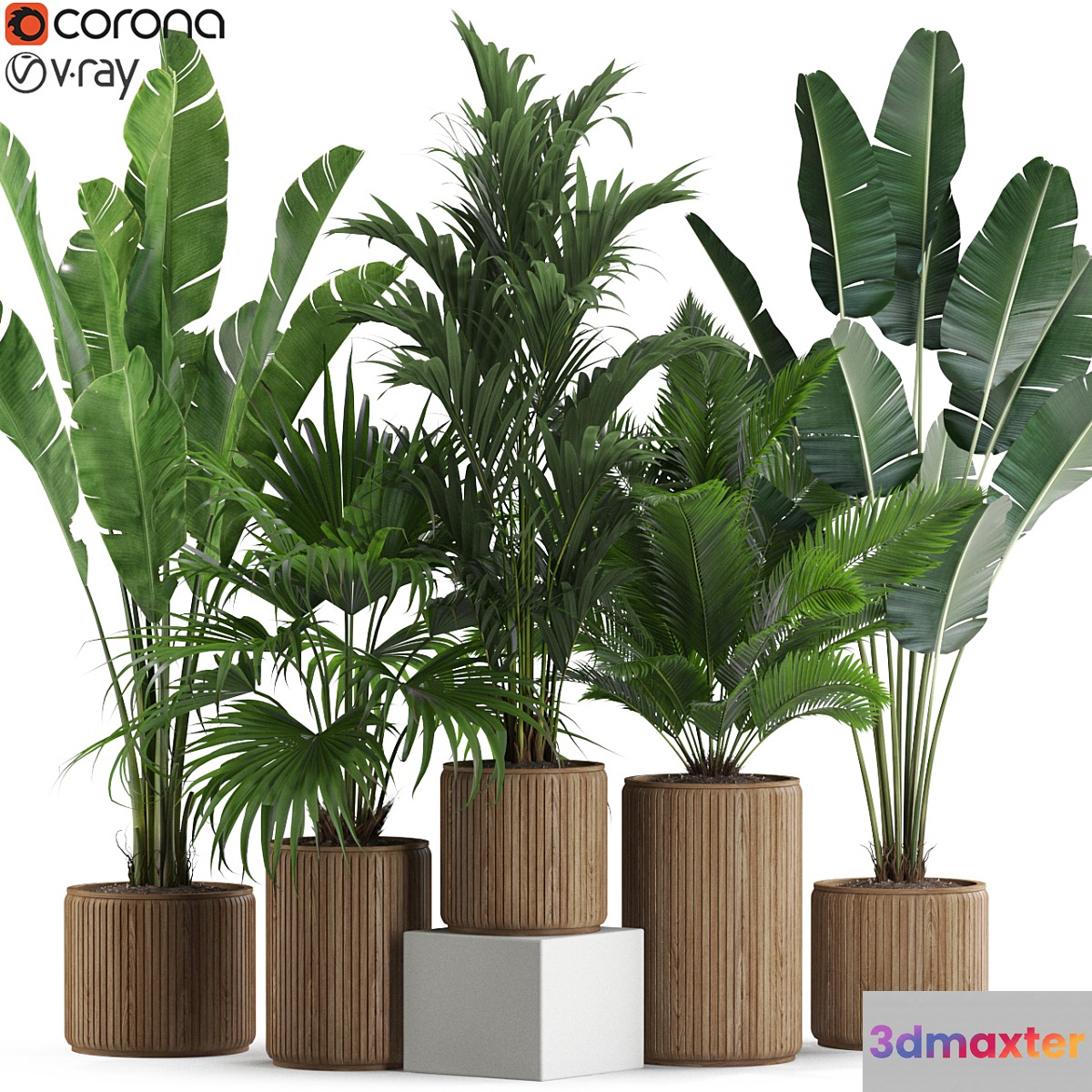 Plants collection 539