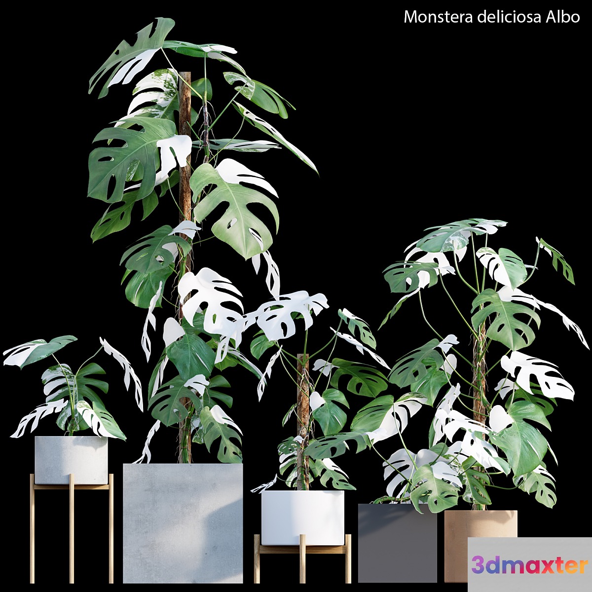 Monstera deliciosa Albo - Var