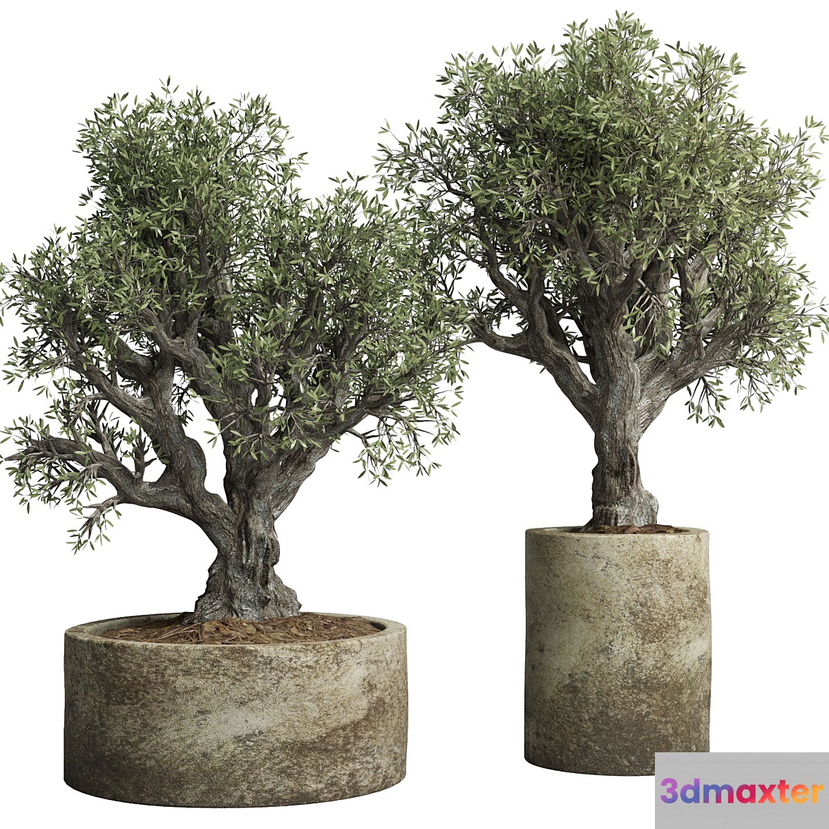 Collection outdoor plant 38 pot old olive tree concrete old vase 3D Max