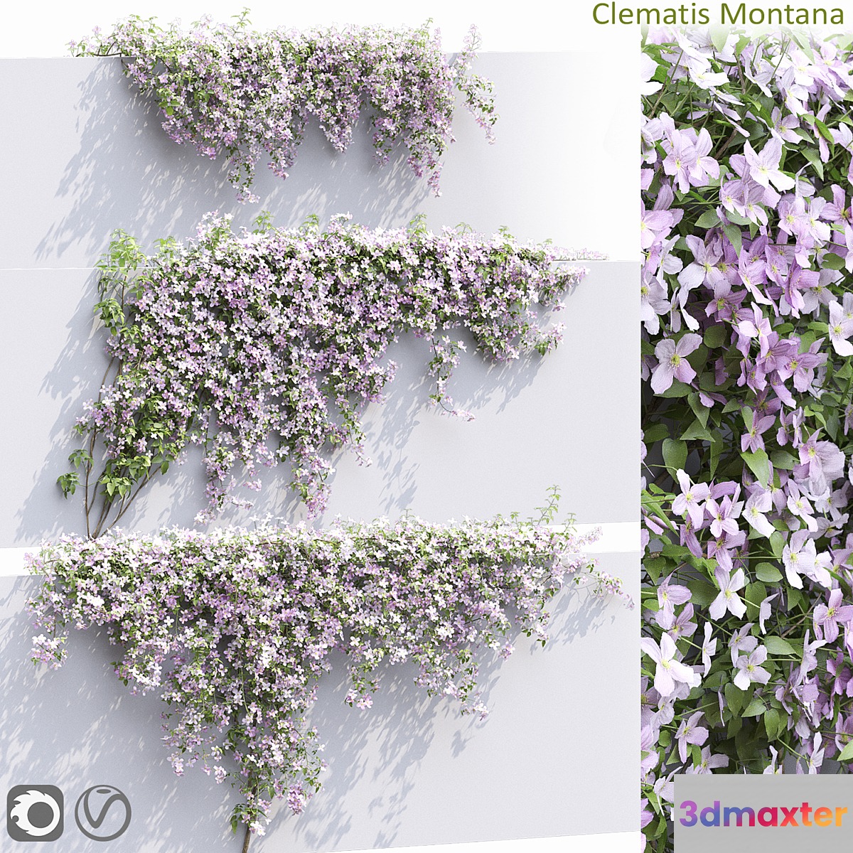 Clematis Montana # 1 3D Max