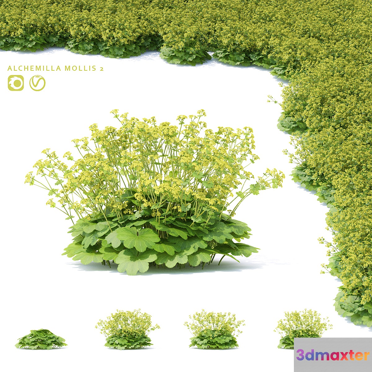 Soft flowers cuff | Alchemilla mollis 2 3D Max