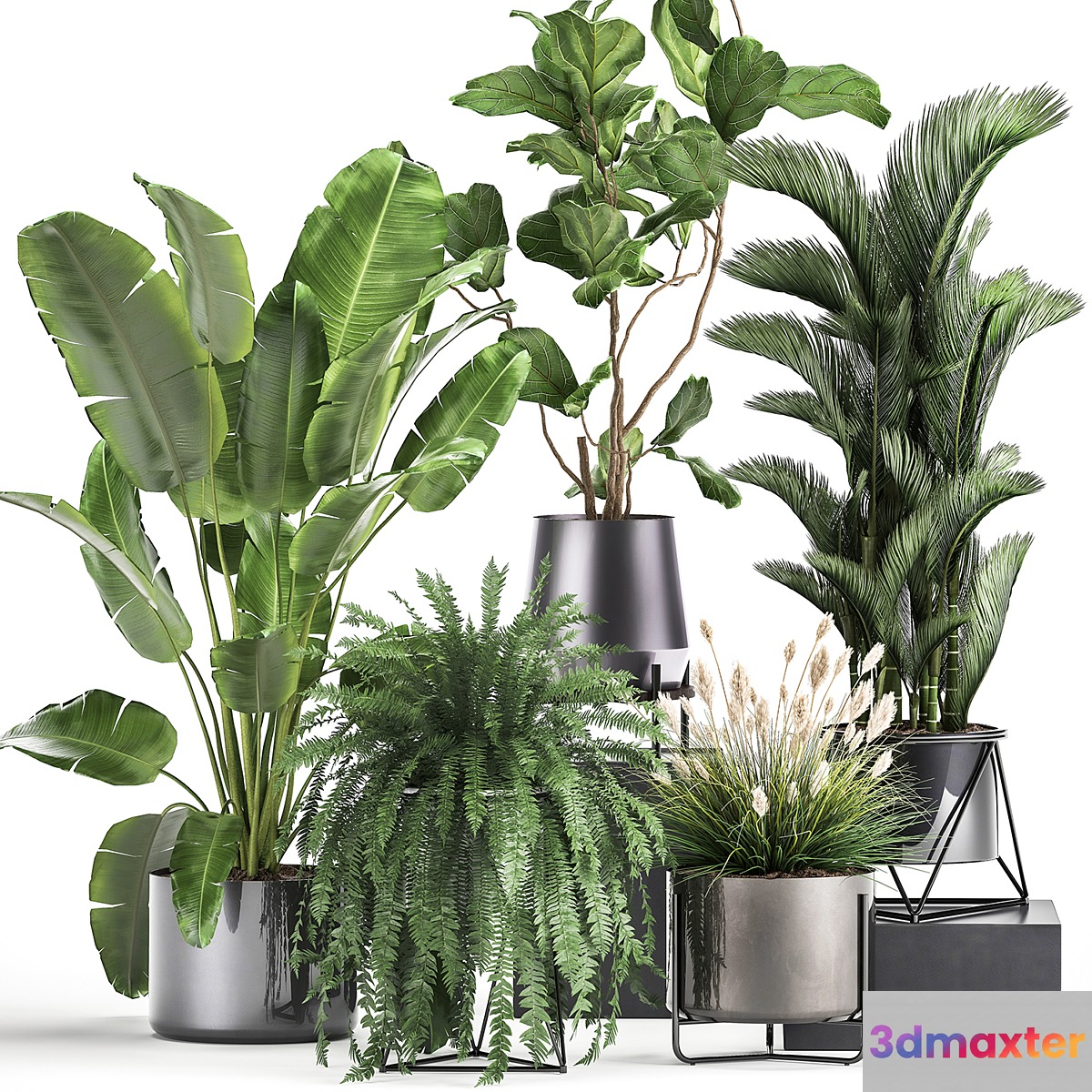 Collection of plants in modern luxury pots with Ficus Lirata fern palm top Ravenala Strelitzia. Set 996.