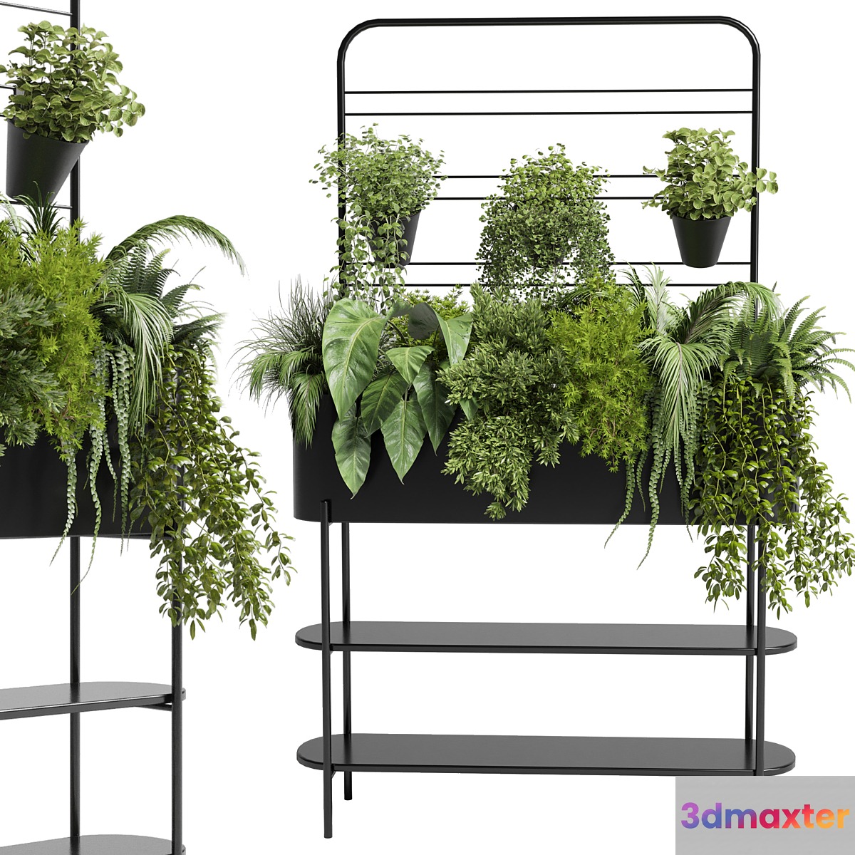Collection Indoor plant 69 Auckland Black Metal Flower Box plant ivy fern pots 3D Max