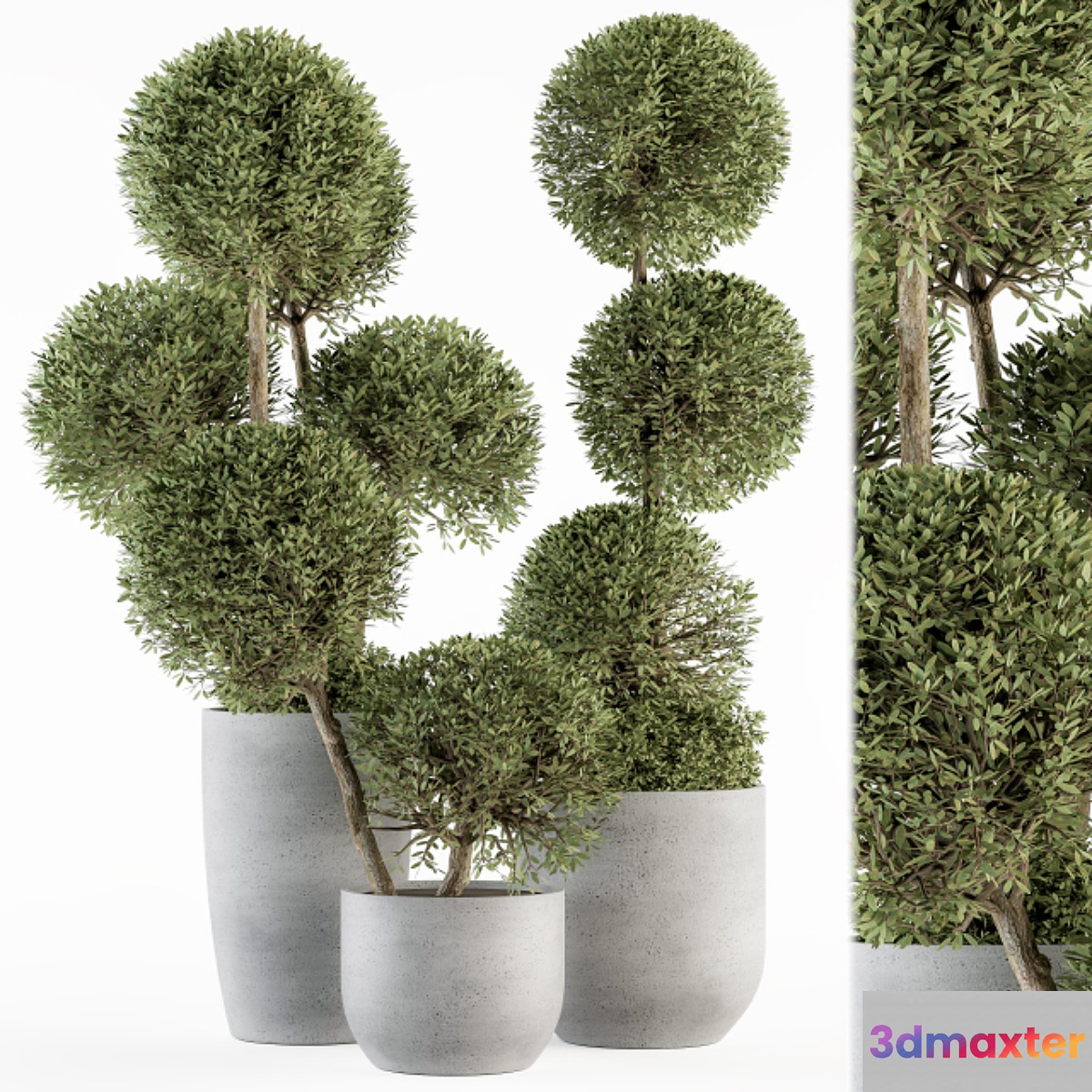 Outdoor Plant Set 234 - Topiary Ball in Pot