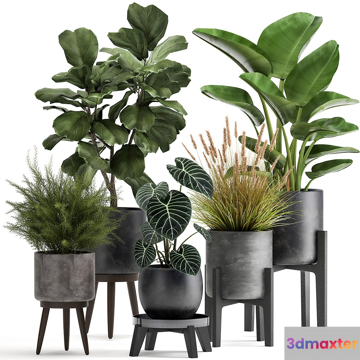 Collection of plants in black pots with Ficus lyrata Strelitzia Asparagus. Set 998.