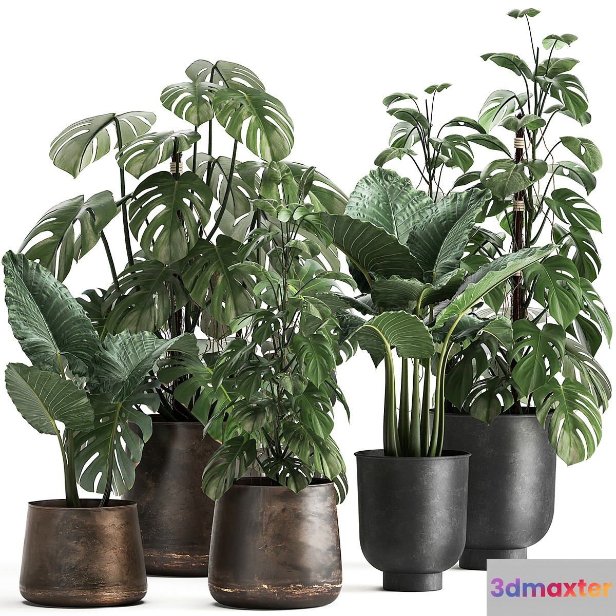 Collection of plants in rusty metal black pots with Monstera flower loft Alokasia. Dial 999. 3D Max