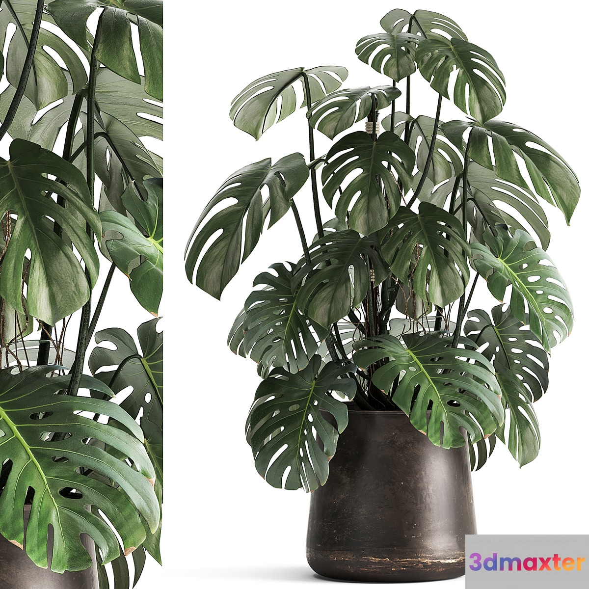 An exotic plant in a rusty metal pot with a Monstera bush. 1001.