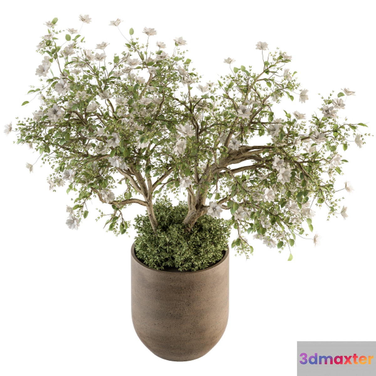 indoor Plant Set 241 - Bonsai Bush with Flowers 3D Max