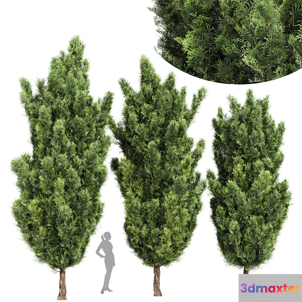 Italian Cypress High details 3Trees