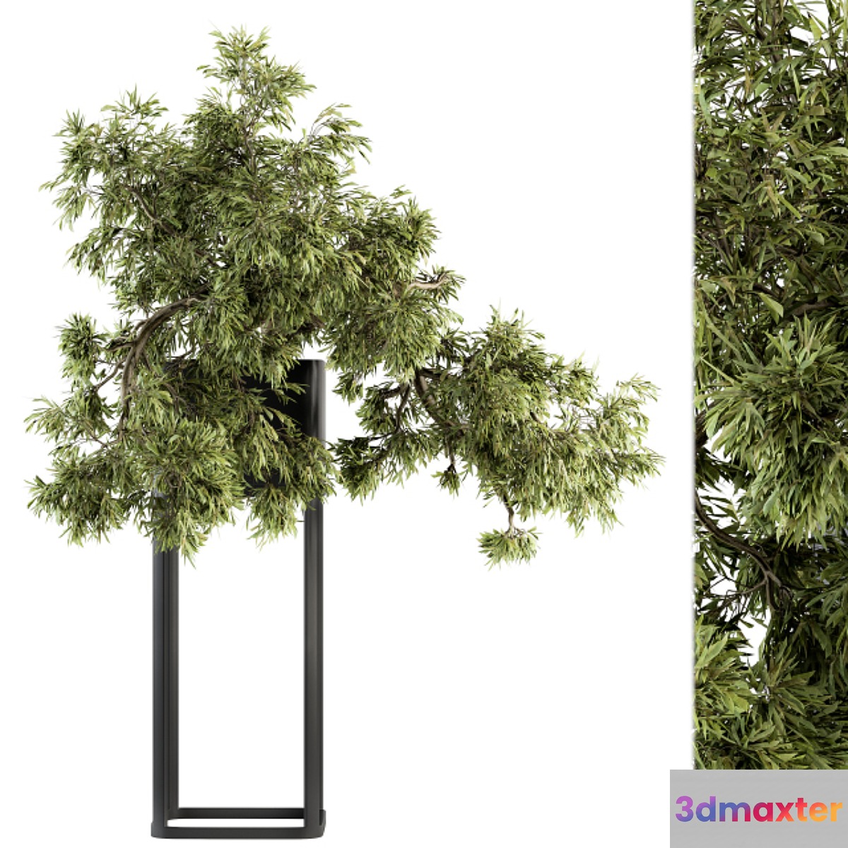 indoor Plant Set 237 - Bonsai in Pot - No.2